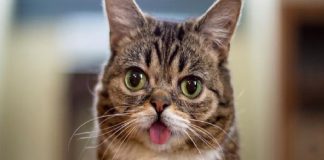 Android Telefonunuz Sadece Bu Videoyu Oynatarak Hacklenebilir